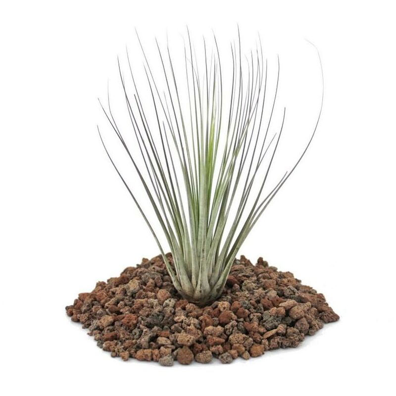 

Tillandsia juncea