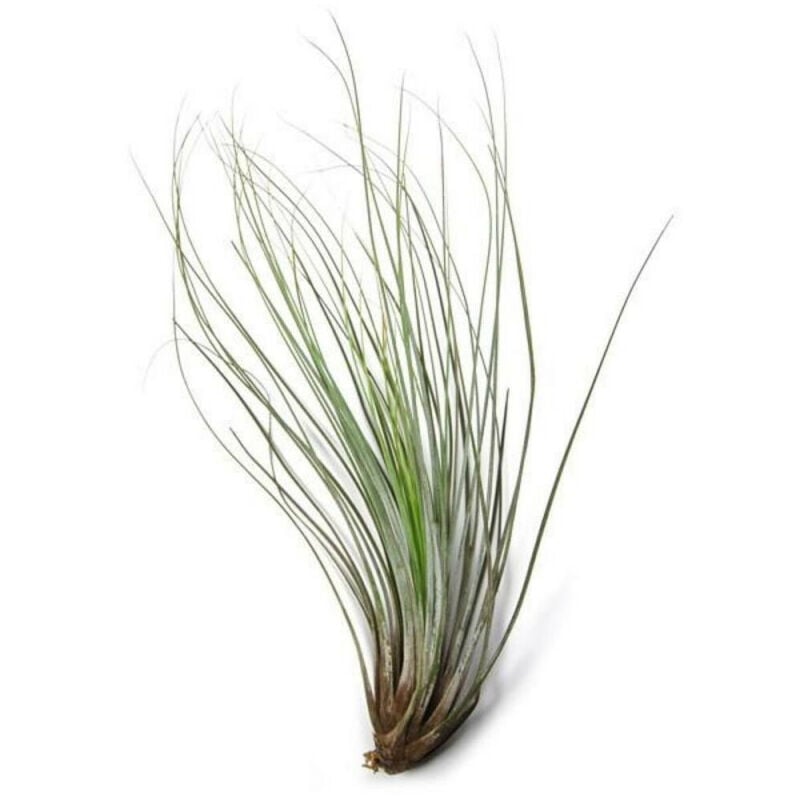 

Tillandsia Juncea Xl