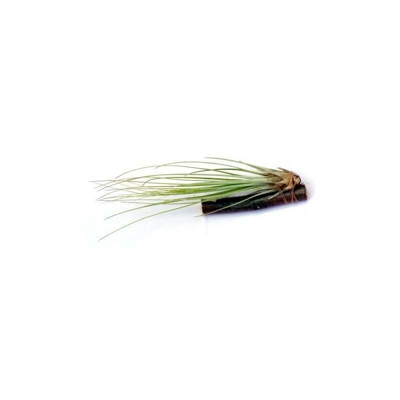 

Tillandsia juncifolia