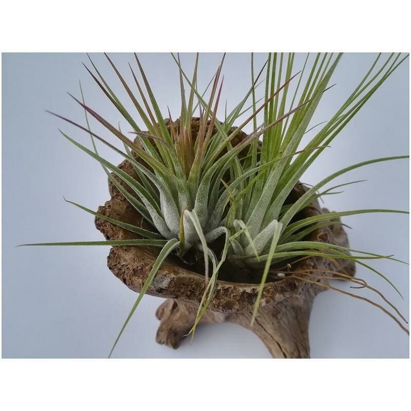 

Tillandsia kolbii (Ionantha Scaposa)