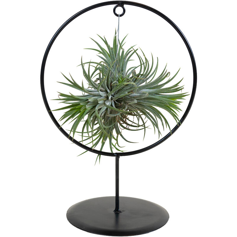 Bloomique - Tillandsia Magic Ball en cercle décoratif - Plante aérienne - Facile d'entretien - ↕30 cm