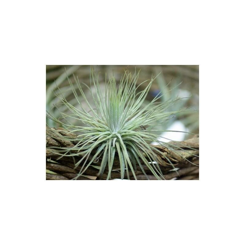 

Tillandsia magnusiana