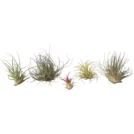 Tillandsia mélange de plantes - Mix de 6 - Hauteur 5-15cm