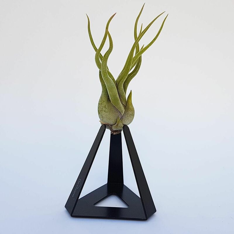 

Garden Pocket - Tillandsia (planta áerea) con soporte negro