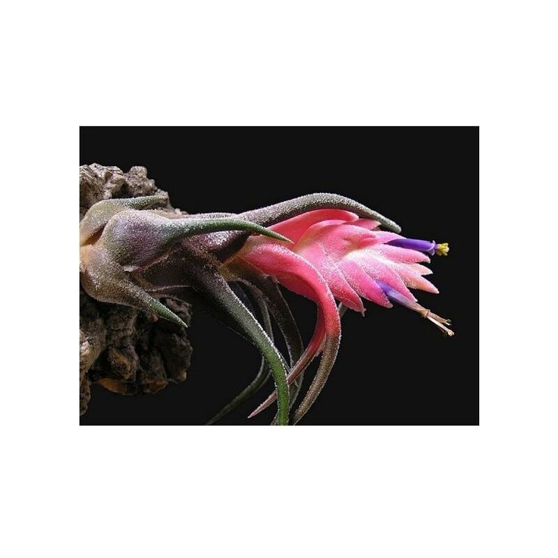 

Tillandsia Pruinosa