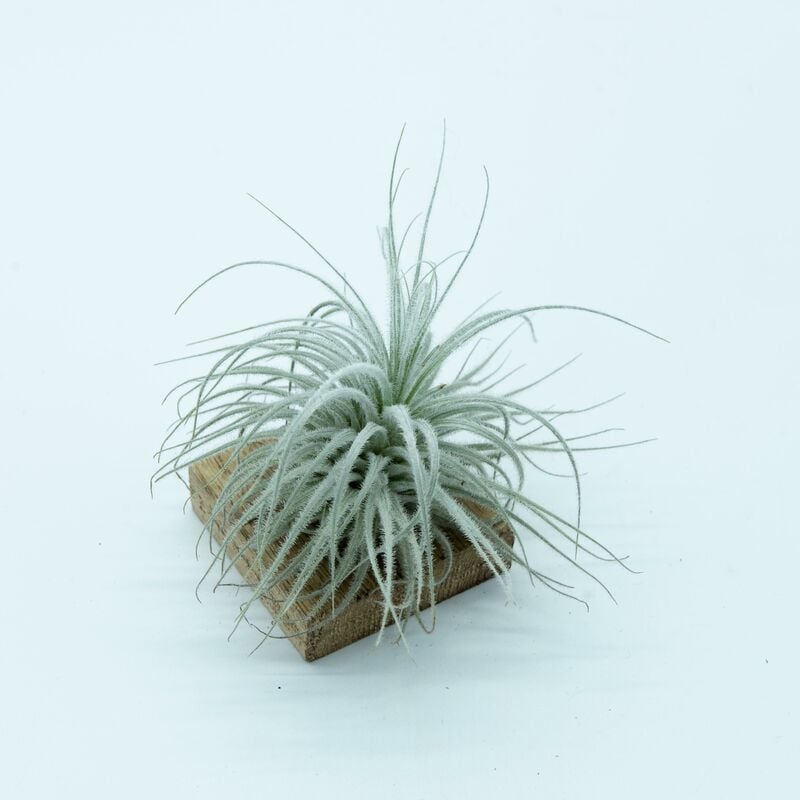 

Tillandsia Tectorum Snow L