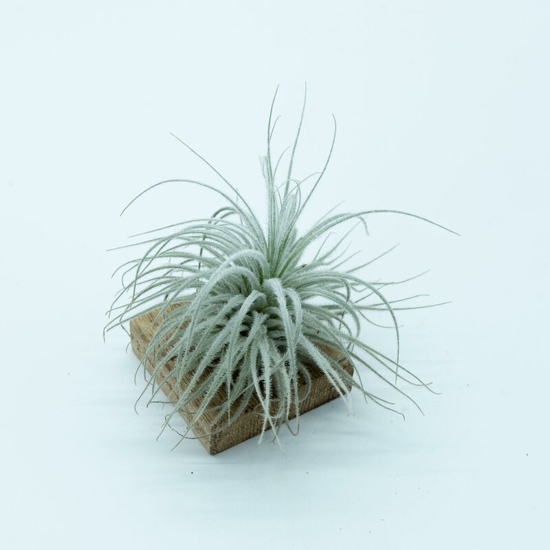 

Tillandsia Tectorum Snow M