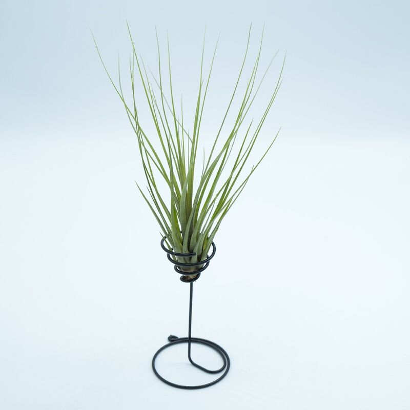 

Tillandsia Tricolor Melanocrater