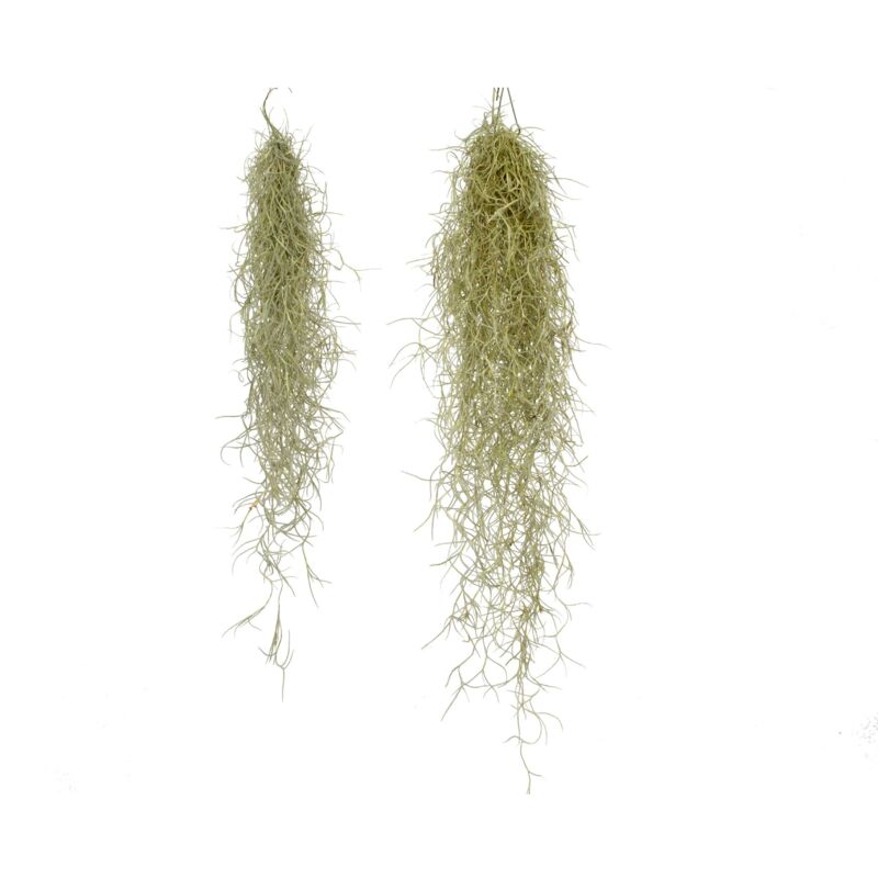 

Tillandsia Usneoides