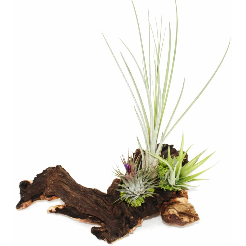 Tillandsias sur racine de Mopani - xl - 3 plantes