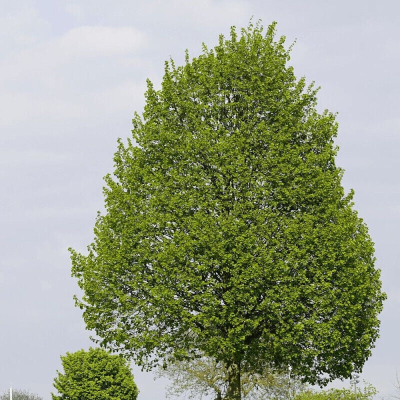 Tilleul à petites feuilles/Pot de 7,5L