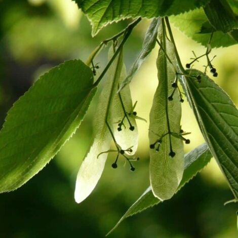 PÉPINIÈRES NAUDET Tilleul des Bois (Tilia Cordata)