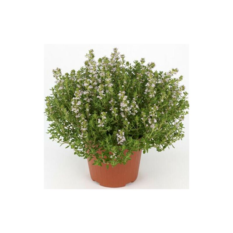 timo "thymus faustini" pianta aromatica in vaso 14 cm