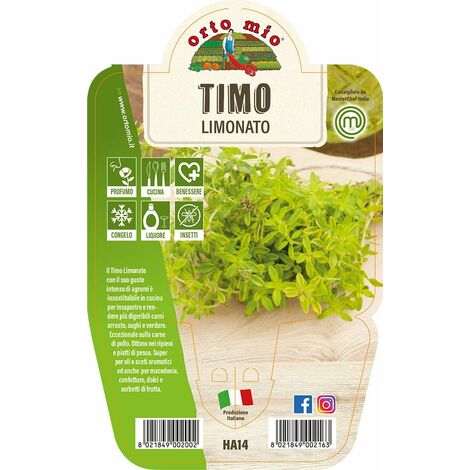 Timo Limonato - 1 pianta v.14 cm - Orto Mio