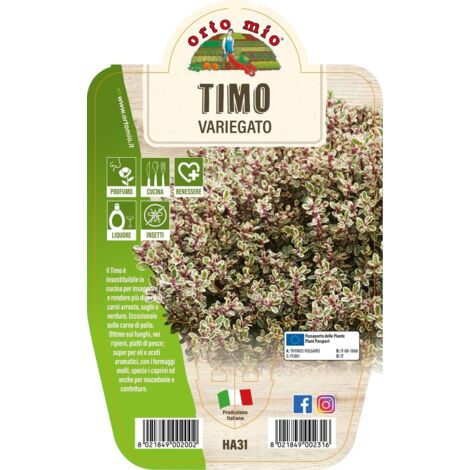 TIMO VARIEGATO IN VASO 14CM
