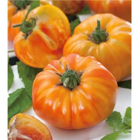Tomate Ananas F1 – 25 semences – Variété tardive à gros fruits jaunes et orangés – Chair juteuse et sucrée – Fabre Graines