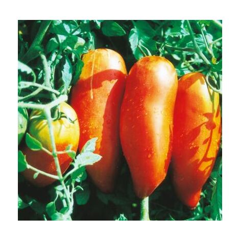 TOMATE ANDINE CORNUE - 0.1 G - GRAINES DE LEGUMES