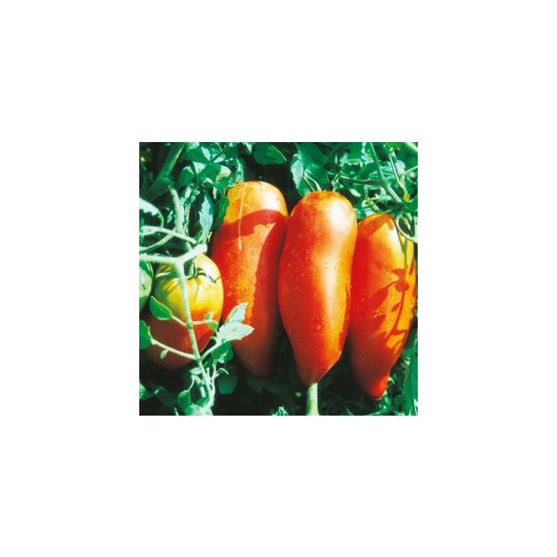Tomate Andine Cornue - 0.1 G - Graines De Legumes