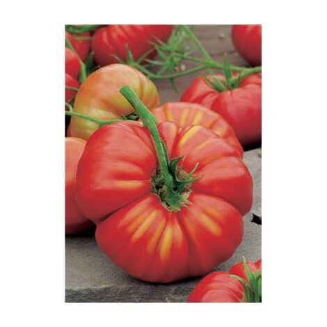 TOMATE BEEFSTEAK - 0.3 G - GRAINES DE LEGUMES