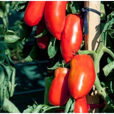 TOMATE BELLANDINE HF1 - 15 SEMENCES - GRAINES DE LEGUMES
