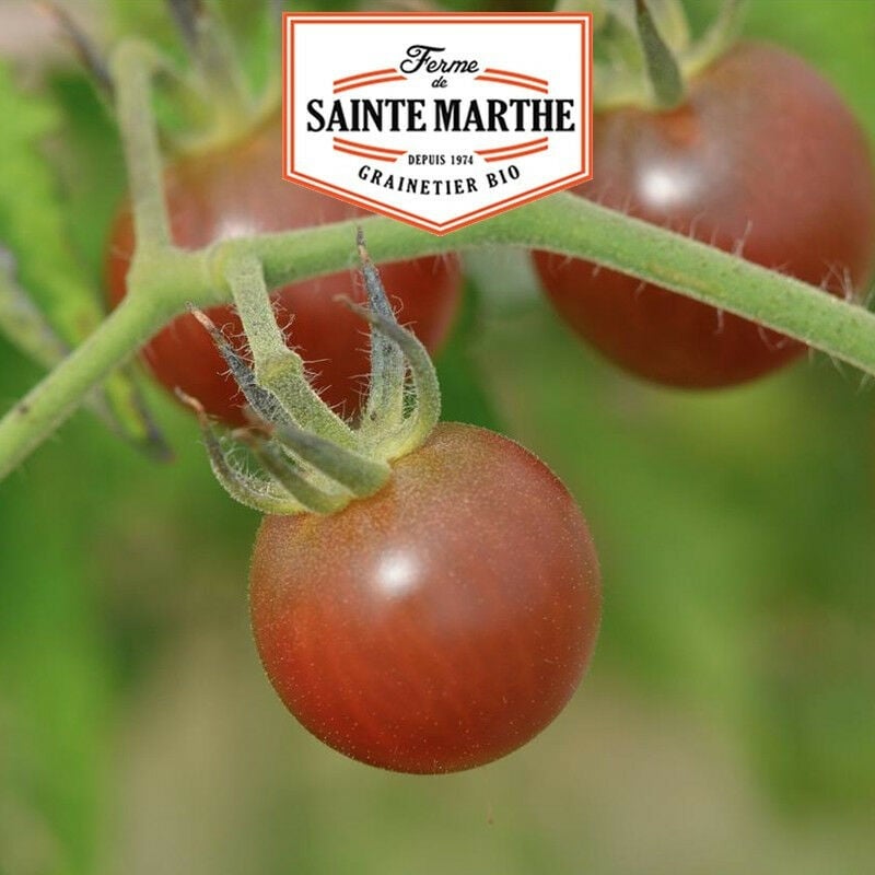La Ferme Sainte Marthe - Tomate Black Cherry - 50 graines