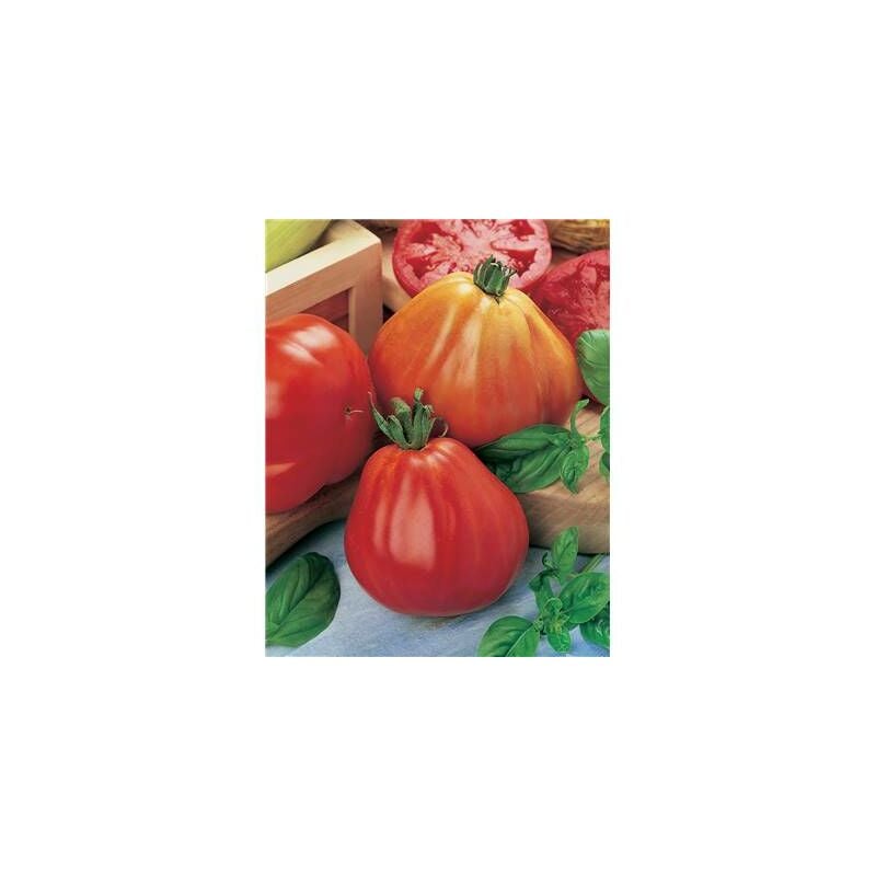 Tomate Borsalina Hf1 - 10 Semences - Graines De Legumes