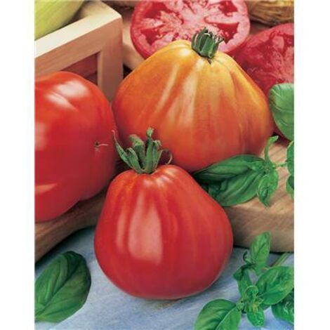 TOMATE BORSALINA HF1 - 10 SEMENCES - GRAINES DE LEGUMES