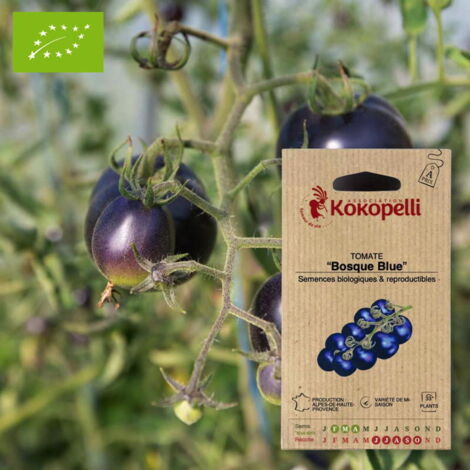 Tomate Bosque Blue
