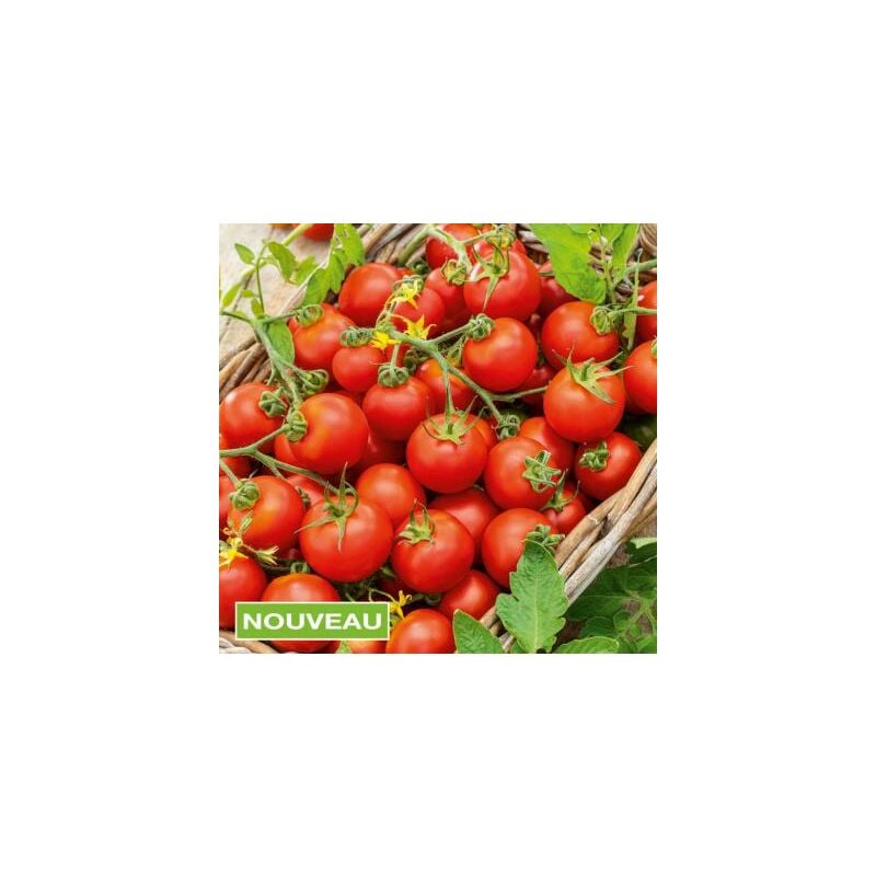 Tomate Cerise Apéro Hf1 - 15 Semences- Graines De Legumes