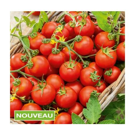 TOMATE CERISE APÉRO HF1 - 15 SEMENCES- GRAINES DE LEGUMES