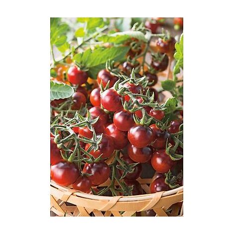 TOMATE CERISE BLACK CHERRY - 30 SEMENCES - GRAINES DE LEGUMES