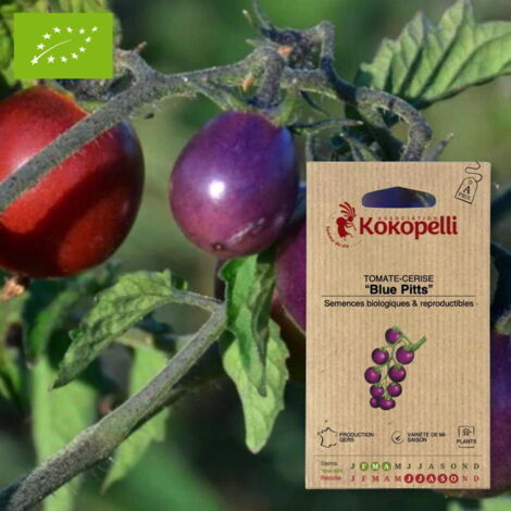 Tomate-Cerise Blue Pitts