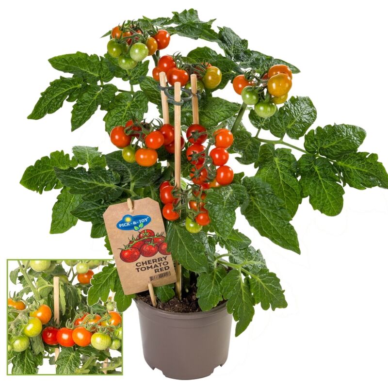 Tomate cerise - tomate cerise - plante à nombreux fruits - pour balcon et jardin - pot 14cm - légumes à emporter