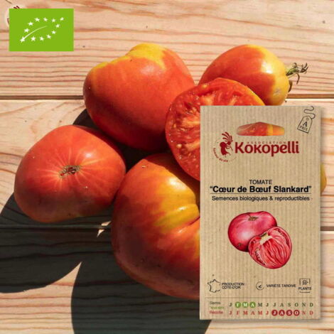Tomate Cœur de Bœuf Slankard