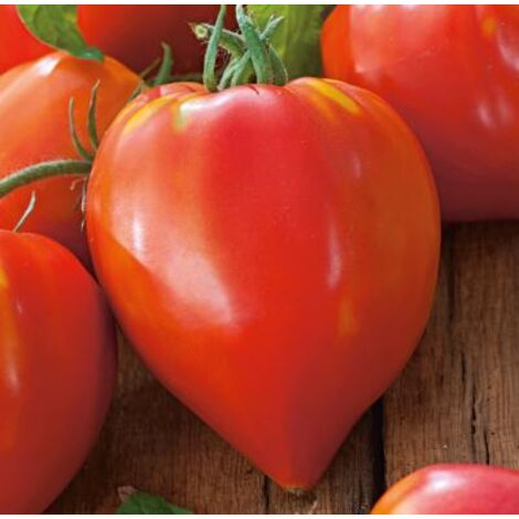 TOMATE CUOR DI BUE - 0.5 G - GRAINES DE LEGUMES