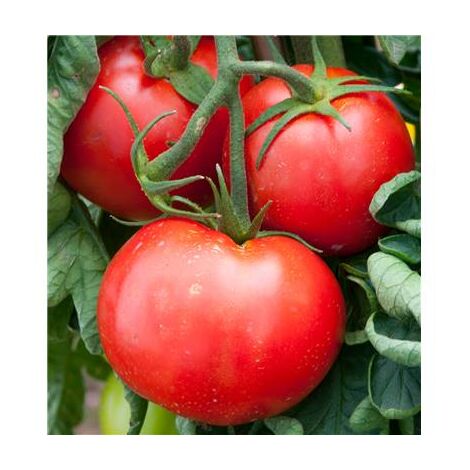 Tomate Fandango F1 – 25 semences – Variété hybride productive – Résistante au mildiou – Fruits ronds et charnus – Fabre Graines