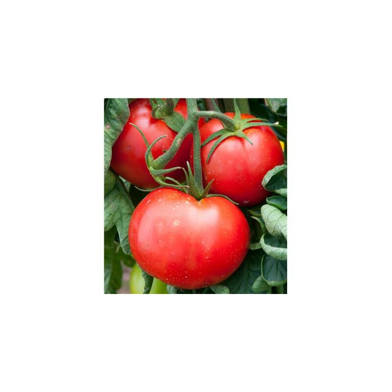 Tomate fandango F1 - 25 semences