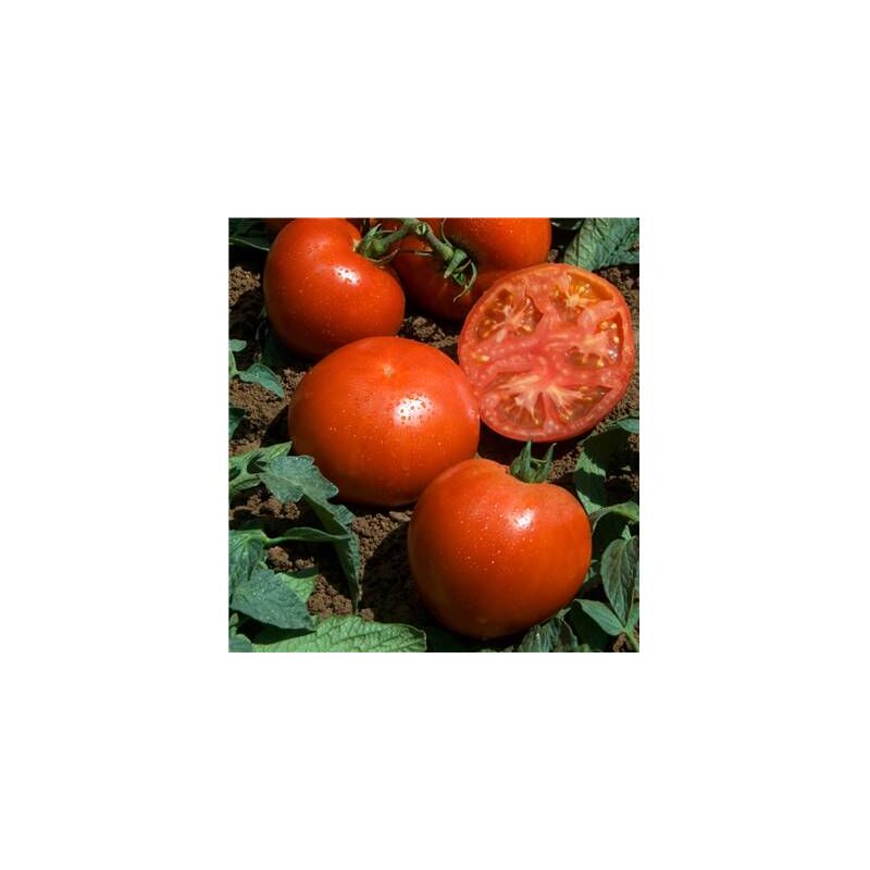 Tomate hector HF1 - 15 semences - graines de legumes