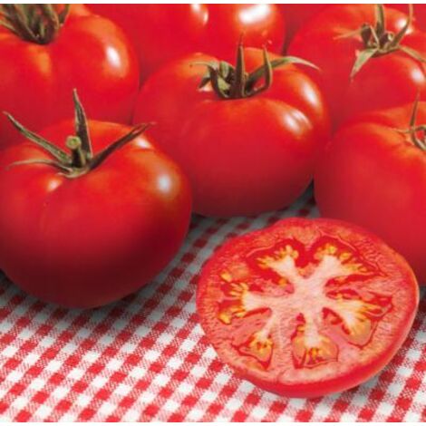 TOMATE FOURNAISE HF1 - 25 SEMENCES - GRAINES DE LEGUMES