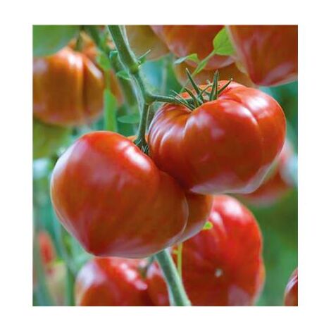 TOMATE GOURMANDIA HF1 - 15 SEMENCES - GRAINES DE LEGUMES