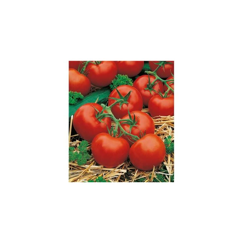 Tomate Premio Hf1 - 20 Semences - Graines De Legumes