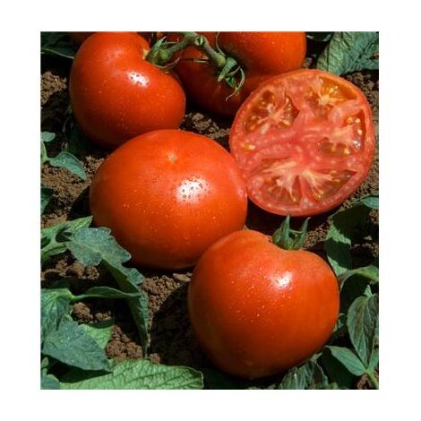 TOMATE HECTOR HF1 - 15 SEMENCES - GRAINES DE LEGUMES