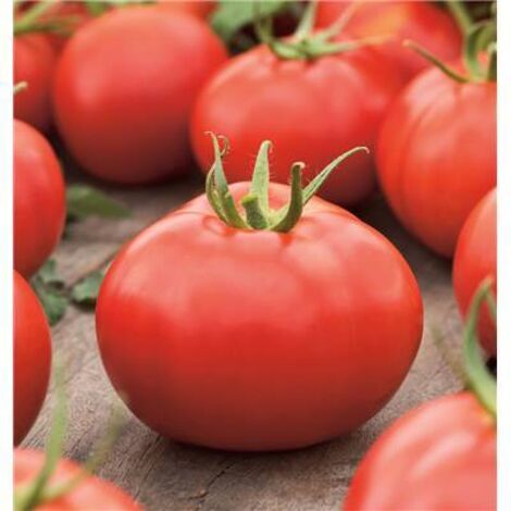 TOMATE HONEY MOON HF1 - 15 SEMENCES - GRAINES DE LÉGUMES
