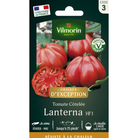 Tomate Lanterna F1 - Graines d'Exception Vilmorin