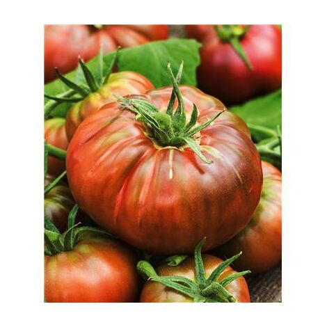TOMATE NOIRE RUSSE CHARBONNEUSE - 0.1 G - GRAINES DE LEGUMES