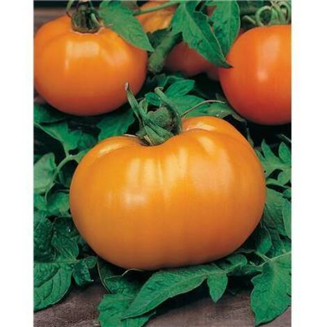 TOMATE ORANGE QUEEN - 0.1 G - GRAINES DE LEGUMES