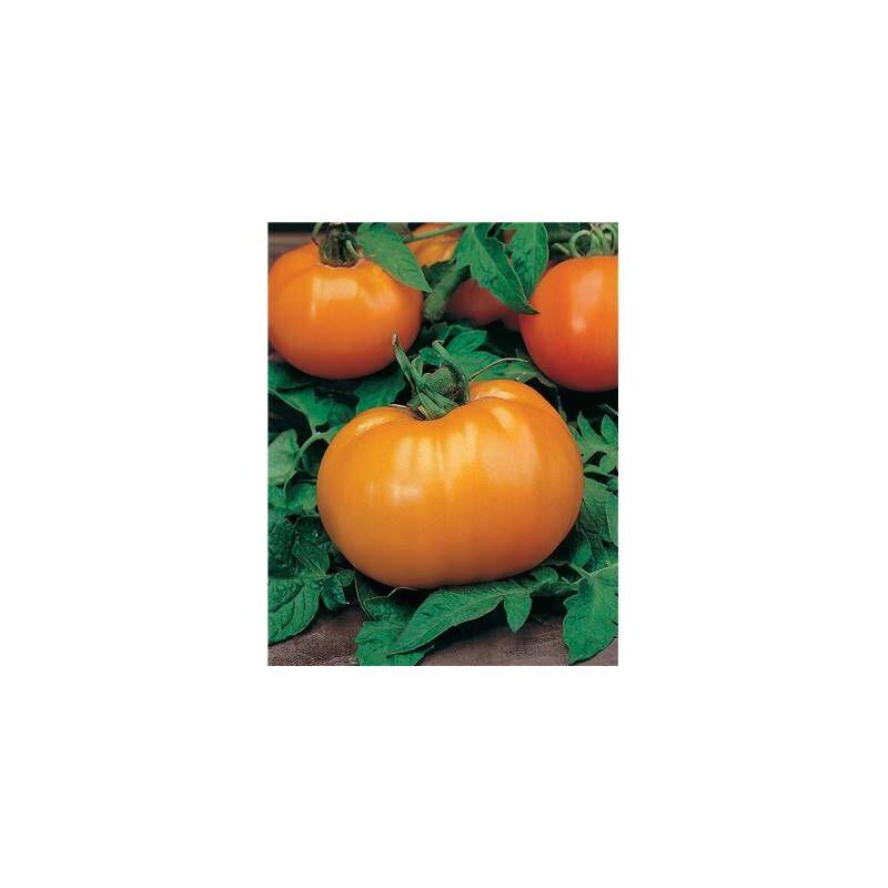Tomate Orange Queen - 0.1 G - Graines De Legumes