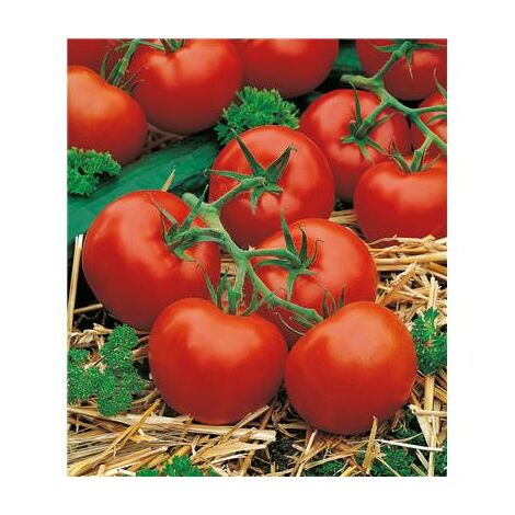 TOMATE PREMIO HF1 - 20 SEMENCES  - GRAINES DE LEGUMES