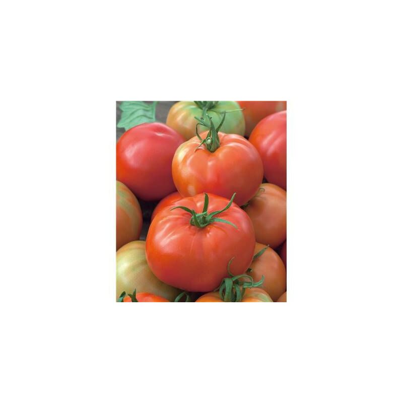Tomate Pyros Hf1 - 30 Semences - Graines De Legumes