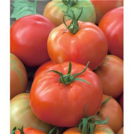 TOMATE PYROS HF1 - 30 SEMENCES  - GRAINES DE LEGUMES